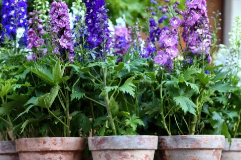 Es una planta herbácea perenne, nativa del sur de Brasil, Uruguay y Argentina, de rápido crecimiento y extensa floración. Es una planta herbácea perenne, nativa del sur de Brasil, Uruguay y Argentina, de rápido crecimiento y extensa floración.
