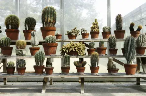 Estas plantas prefieren un sustrato pobre. Evitá el exceso de fertilizantes Estas plantas prefieren un sustrato pobre. Evitá el exceso de fertilizantes