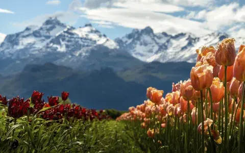 Tulipanes, en Chubut. Tulipanes, en Chubut.