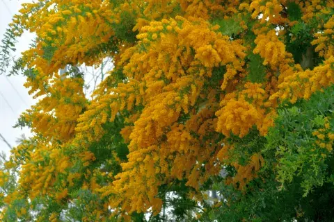 La acacia baileyana solo necesita riego durante sus primeros años de crecimiento La acacia baileyana solo necesita riego durante sus primeros años de crecimiento