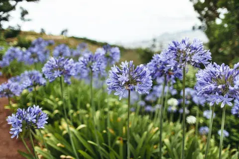 Las flores de agapanthus son fácil de cuidar y aman el sol. Las flores de agapanthus son fácil de cuidar y aman el sol.