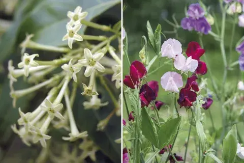 Arvejilla de olor a la izquierda y una variedad de dama de noche a la derecha. Arvejilla de olor a la izquierda y una variedad de dama de noche a la derecha.
