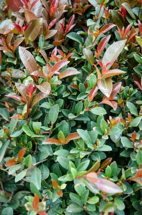 Este arbusto perenne resulta atractivo para entradas y cercos gracias a su belleza ornamental Este arbusto perenne resulta atractivo para entradas y cercos gracias a su belleza ornamental