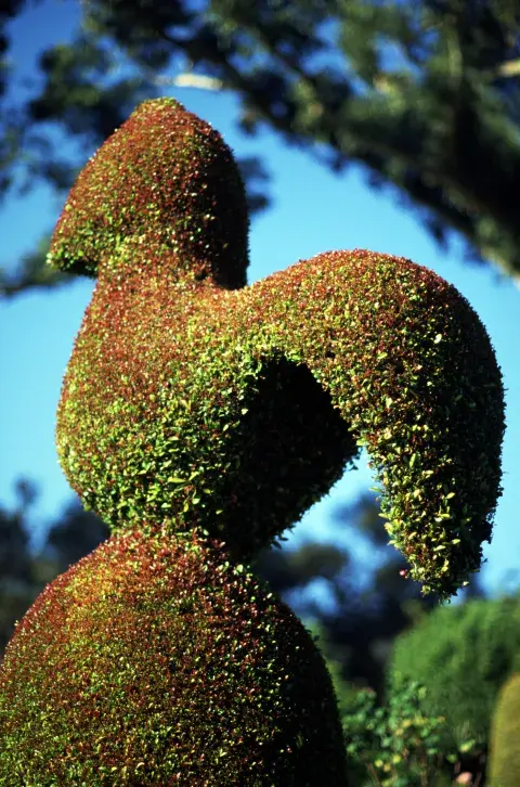 La planta Eugenia funciona como una topiácea gracias a su capacidad moldeable en distintas formas La planta Eugenia funciona como una topiácea gracias a su capacidad moldeable en distintas formas