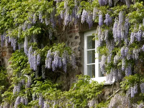 Foto de Wisteria sinensis, o Glicina china Foto de Wisteria sinensis, o Glicina china