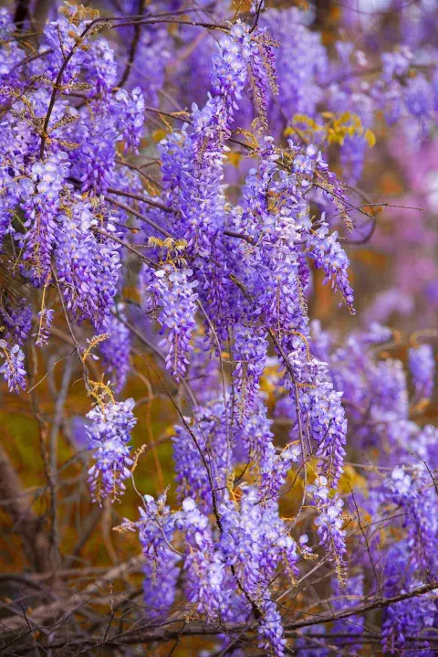 Foto de Wisteria sinensis, o Glicina china Foto de Wisteria sinensis, o Glicina china