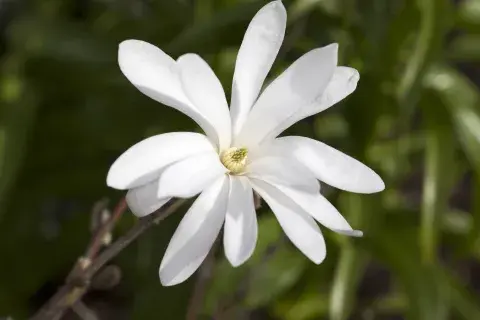 La magnolia estrellada en todo su esplendor. La magnolia estrellada en todo su esplendor.