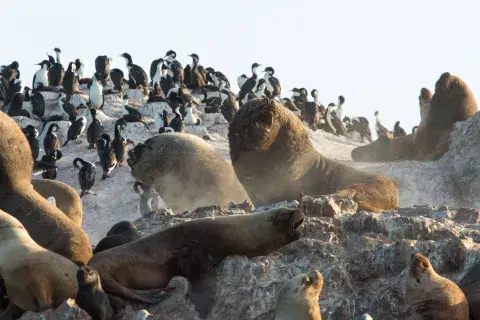 Lobos marinos en Bahía Bustamante.