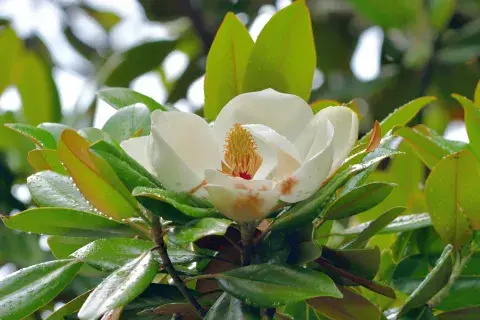 La magnolia virginiana prefiere los sitios con mucha luz solar, pero de manera indirecta.