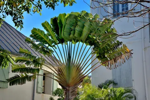 Sus tallos y hojas se utilizan para la elaboración de artesanías como canastas y sombreros Sus tallos y hojas se utilizan para la elaboración de artesanías como canastas y sombreros