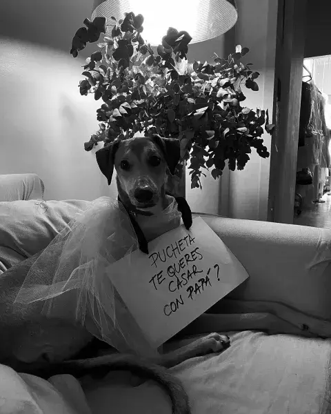 Foto del perro de Fabián Paz y Gustavo Pucheta.