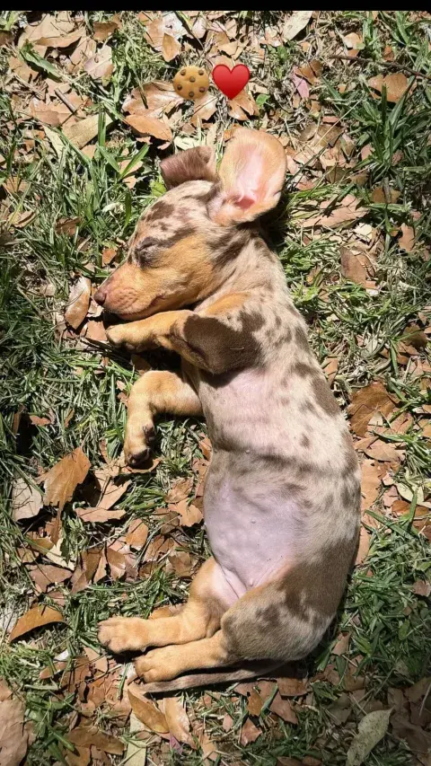 Foto de la perra Cookie subida por Wanda Nara a Instagram. Foto de la perra Cookie subida por Wanda Nara a Instagram.