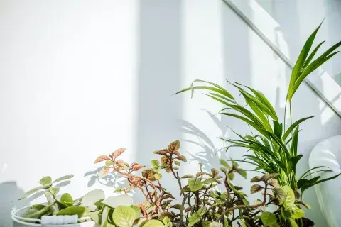 Las plantas limpian el aire contaminado. Las plantas limpian el aire contaminado.