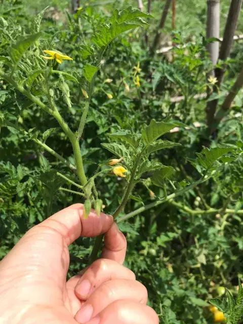 Una vez por semana, también es aconsejable el pinzado de brotes axilares Una vez por semana, también es aconsejable el pinzado de brotes axilares