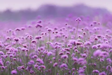 La verbena está llena de florcitas lilas de dulce aroma La verbena está llena de florcitas lilas de dulce aroma