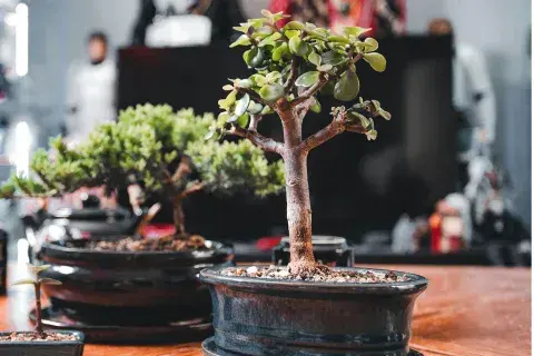 El árbol de jade tiene muchos beneficios, uno de ellos es que se cuida prácticamente solo. El árbol de jade tiene muchos beneficios, uno de ellos es que se cuida prácticamente solo.