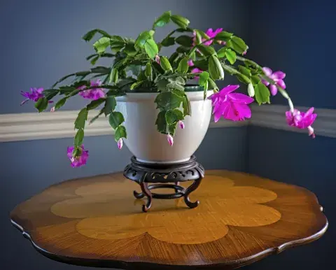 El cactus de Navidad puede vivir hasta treinta años El cactus de Navidad puede vivir hasta treinta años