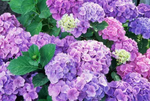 Para prosperar las hortensias necesitan luz, riego abundante y un sustrato ácido o alcalino Para prosperar las hortensias necesitan luz, riego abundante y un sustrato ácido o alcalino