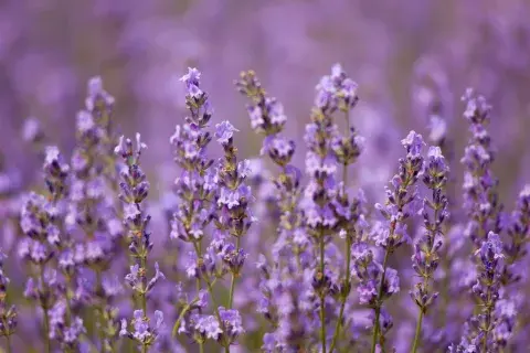La planta de lavanda eleva las vibraciones, según el feng shui La planta de lavanda eleva las vibraciones, según el feng shui