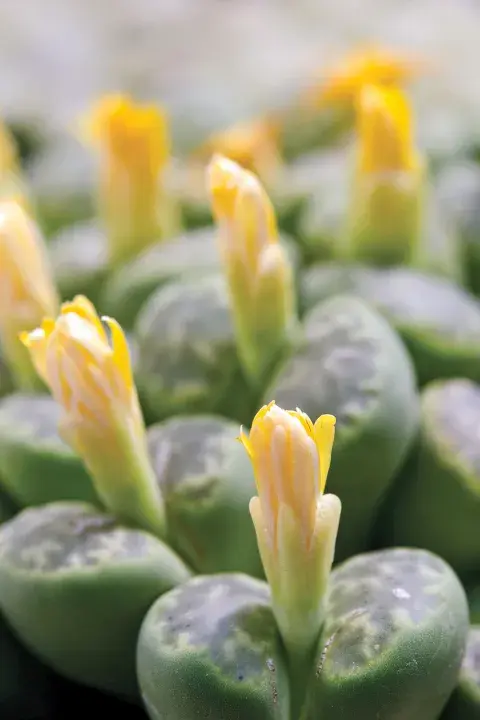 La floración de los lithops ocurre en la primavera o el verano y suele durar solo un par de días. La floración de los lithops ocurre en la primavera o el verano y suele durar solo un par de días.