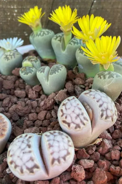 Desde la floración en otoño hasta la muda de hojas, a mediados de la primavera, no se riegan. Es normal que se arruguen, pero no se deben regar Desde la floración en otoño hasta la muda de hojas, a mediados de la primavera, no se riegan. Es normal que se arruguen, pero no se deben regar