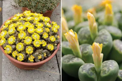 Los lithops pueden vivir muchos años con el cuidado adecuado. En su entorno natural, pueden alcanzar varios años de vida, mientras que en cultivo pueden vivir una década o más. Los lithops pueden vivir muchos años con el cuidado adecuado. En su entorno natural, pueden alcanzar varios años de vida, mientras que en cultivo pueden vivir una década o más.