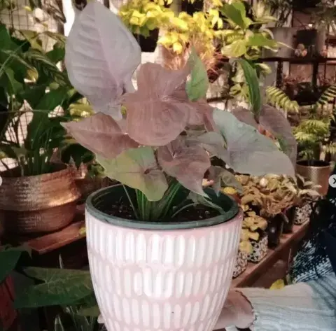El Singonium rosa ama luz indirecta El Singonium rosa ama luz indirecta