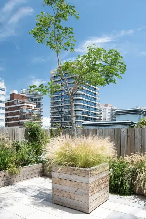 Un timbó y una stipa, uno de los canteros con árbol que dan presencia y escala a la terraza. Un timbó y una stipa, uno de los canteros con árbol que dan presencia y escala a la terraza.