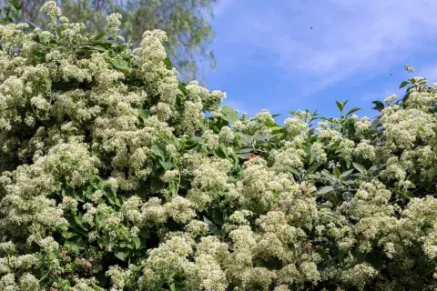 Las flores blancas parecen copos de nieve y son súper perfumadas..