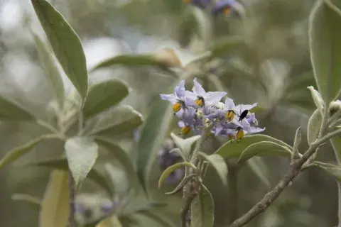 Una vez establecido, el fumo bravo puede alcanzar su altura máxima en tres pocos años, lo que significa que podrás disfrutar de sus beneficios y su sombra sin tener que esperar demasiado Una vez establecido, el fumo bravo puede alcanzar su altura máxima en tres pocos años, lo que significa que podrás disfrutar de sus beneficios y su sombra sin tener que esperar demasiado