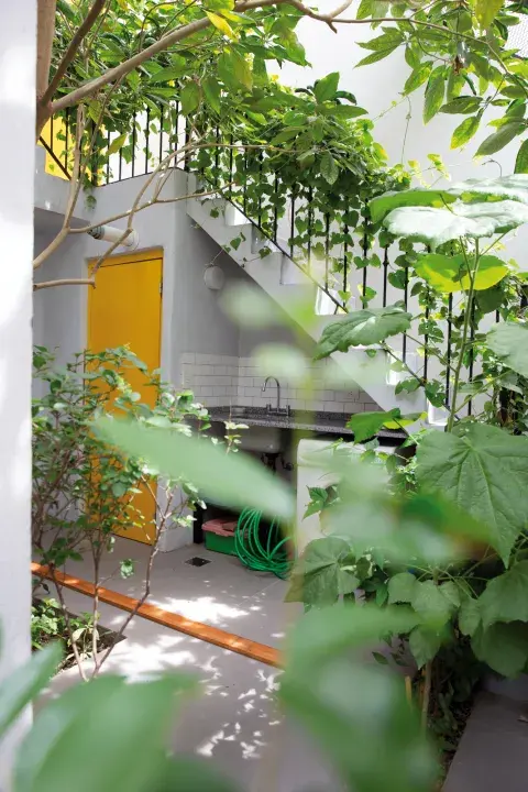 En este patio se plantó un fumo bravo, que por su rápido crecimiento generó un microclima para el resto de las especies En este patio se plantó un fumo bravo, que por su rápido crecimiento generó un microclima para el resto de las especies