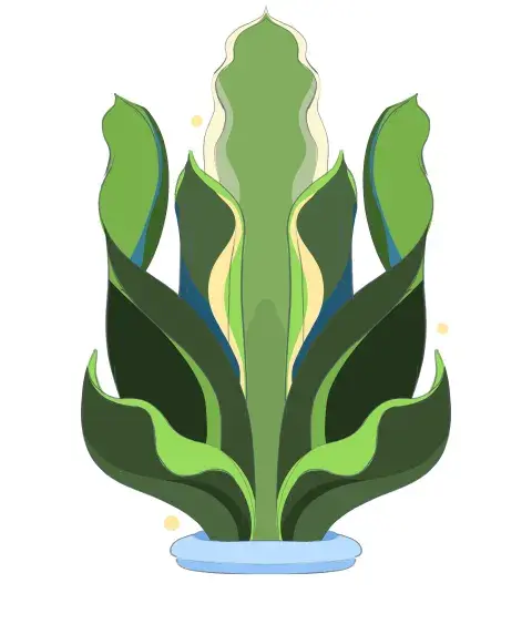 Sansevieria moonshine