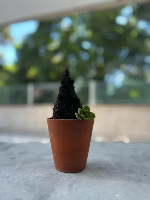 Arbol de Navidad con suculentas.