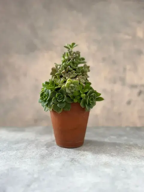 Arbol de Navidad con suculentas.
