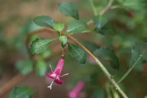 Fuchsia microphylla (flor diminuta, fucsia). Sus pequeñas flores recubren todas las ramas, mezclándose con su follaje verde oscuro. Tolera la sombra. Fuchsia microphylla (flor diminuta, fucsia). Sus pequeñas flores recubren todas las ramas, mezclándose con su follaje verde oscuro. Tolera la sombra.