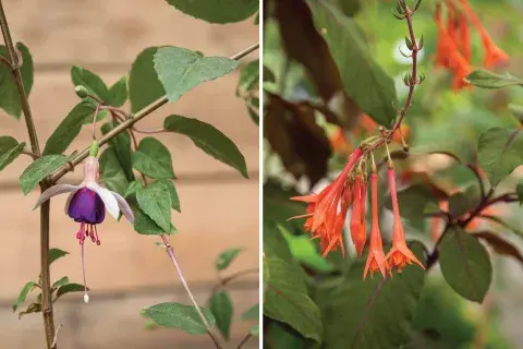 Izquierda: Fuchsia ‘Rose of Castile’ (flor simple, blanca y violeta). Los colores de sus flores dan mucha luminosidad a la planta. Derecha: Fuchsia fulgens (flor naranja). Es la aljaba “distinta”, sus hojas moradas y floración son diferentes del resto de su familia. Izquierda: Fuchsia ‘Rose of Castile’ (flor simple, blanca y violeta). Los colores de sus flores dan mucha luminosidad a la planta. Derecha: Fuchsia fulgens (flor naranja). Es la aljaba “distinta”, sus hojas moradas y floración son diferentes del resto de su familia.