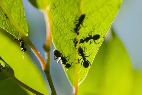 Foto de planta con hormigas. Foto de planta con hormigas.