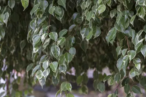 Ficus benjamina Ficus benjamina