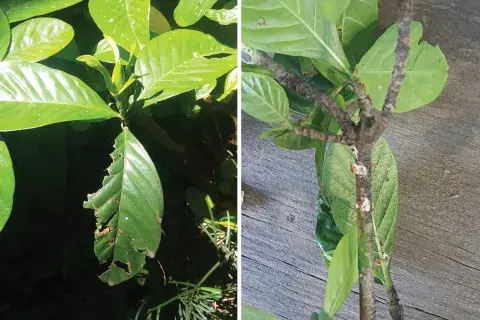 3. Izquierda: hojas dañadas por insectos masticadores. Derecha: así luce una planta con cochinilla. 3. Izquierda: hojas dañadas por insectos masticadores. Derecha: así luce una planta con cochinilla.