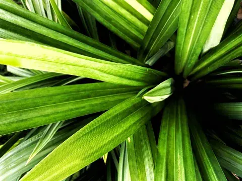 Pandan: la tendencia para el 2025. Pandan: la tendencia para el 2025.