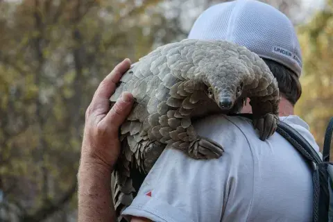 Imagen de Pangolín: el viaje de Kulu, película de Pippa Ehrlich en Netflix, director del documental ganador del Oscar, Mi maestro el pulpo.
