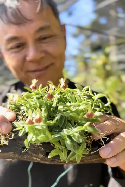 Epidendrum porpax, de unos 10 años y con flores pequeñas pero muy sedosas. Epidendrum porpax, de unos 10 años y con flores pequeñas pero muy sedosas.