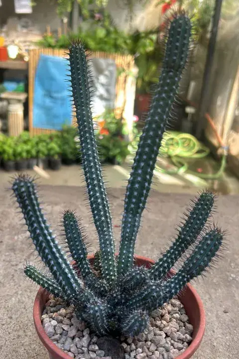 Originaria de Kenia, la Euphorbia baioensis es una suculenta con tallos en forma de columna y espinas dobles. Posee floración de pequeñas flores amarillas adosadas a sus hojas. Originaria de Kenia, la Euphorbia baioensis es una suculenta con tallos en forma de columna y espinas dobles. Posee floración de pequeñas flores amarillas adosadas a sus hojas.
