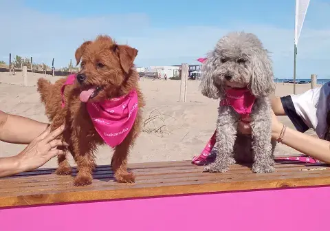 Vacaciones en la playa con mascotas: consejos para cuidarlas del calor y la "Ruta Dog friendly" Vacaciones en la playa con mascotas: consejos para cuidarlas del calor y la "Ruta Dog friendly"