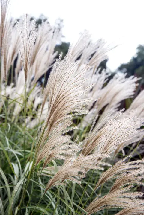 Miscanthus sinensis es un pasto original de la zona este de Asia que puede llegar a medir de 2 a 4 metros de altura