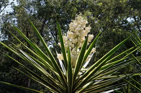 Yuca Yuca