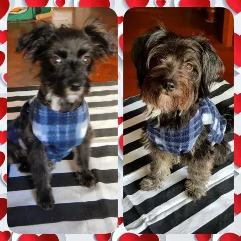 Uma, la perra que interpreta a Roto de Envidiosa, cuando fue rescatada y al cumplir un añito en su nuevo hogar. Uma, la perra que interpreta a Roto de Envidiosa, cuando fue rescatada y al cumplir un añito en su nuevo hogar.