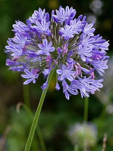 EL Lirio africano se llena de flores en verano EL Lirio africano se llena de flores en verano