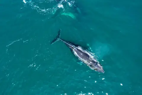 Ballena jorobada Ballena jorobada