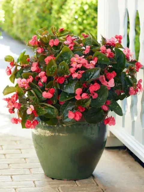 Las begonias no sólo son plantas que no requieren de mucha luz, además dan flores Las begonias no sólo son plantas que no requieren de mucha luz, además dan flores
